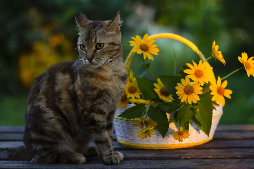 Photograph by Дарья Ващенко-Панкина