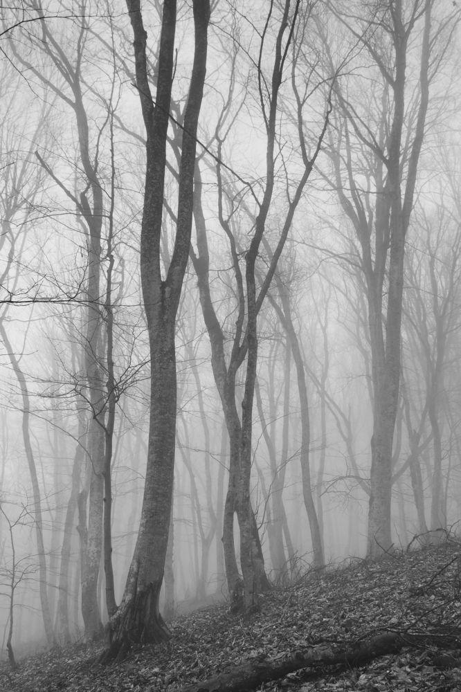 Photograph by Игорь Крыжко