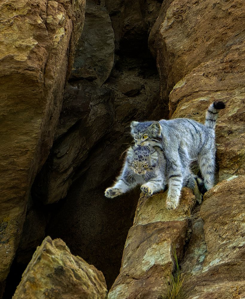 Pallas' Cat with her kitten