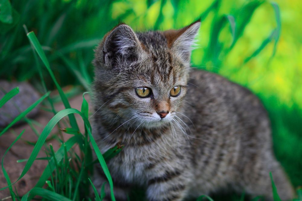 Photograph by Maske *