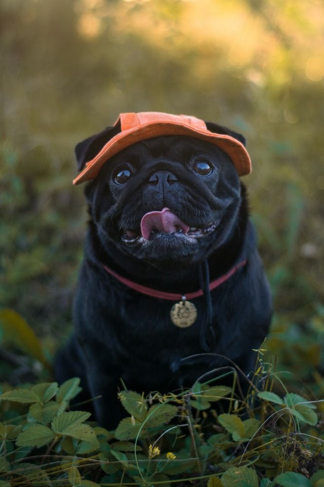 Photograph by Алексей Родионов