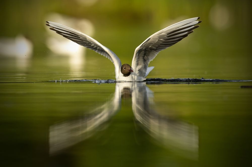 Photograph by Piotr Socha