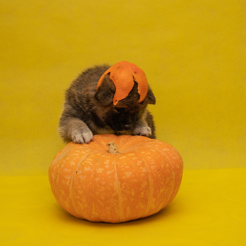 Мандариново - тыквенная