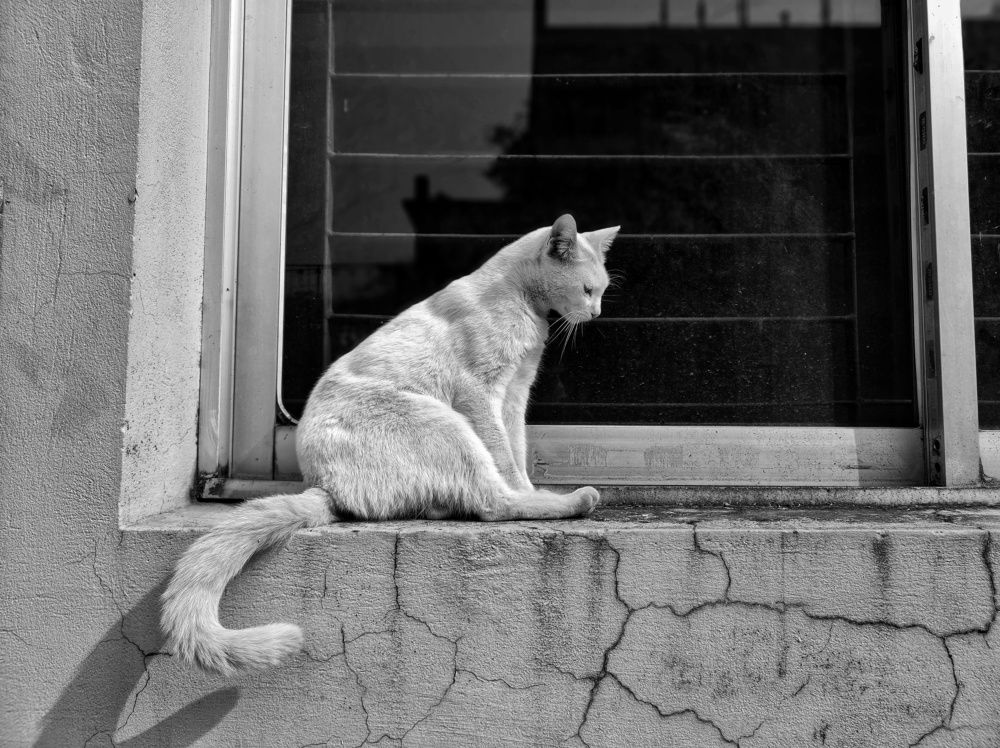 Cat awake from sleep