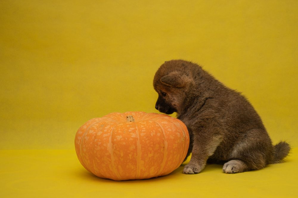 А почему ты такая большая?