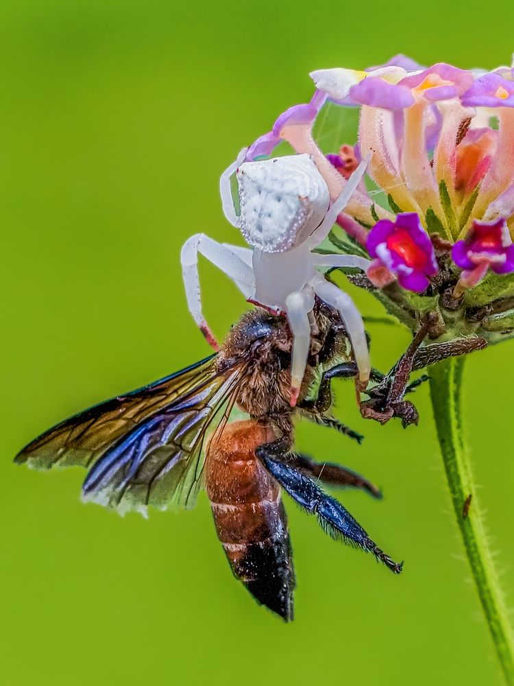 Фотография автора Biplab Hazra