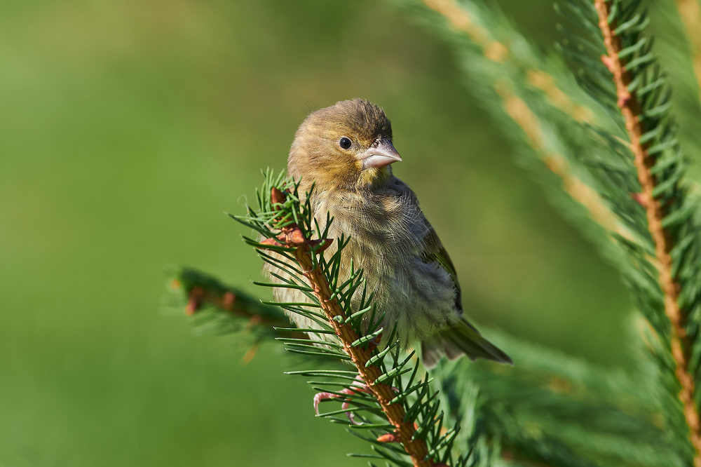 Photograph by Сторчилов Павел