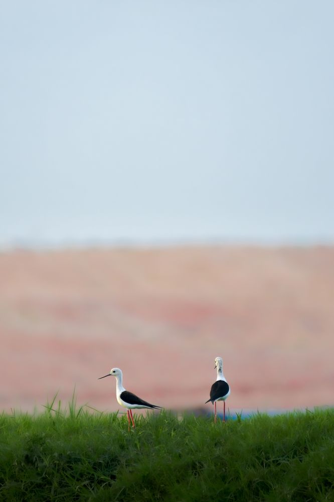 Photograph by Livines Annamalai