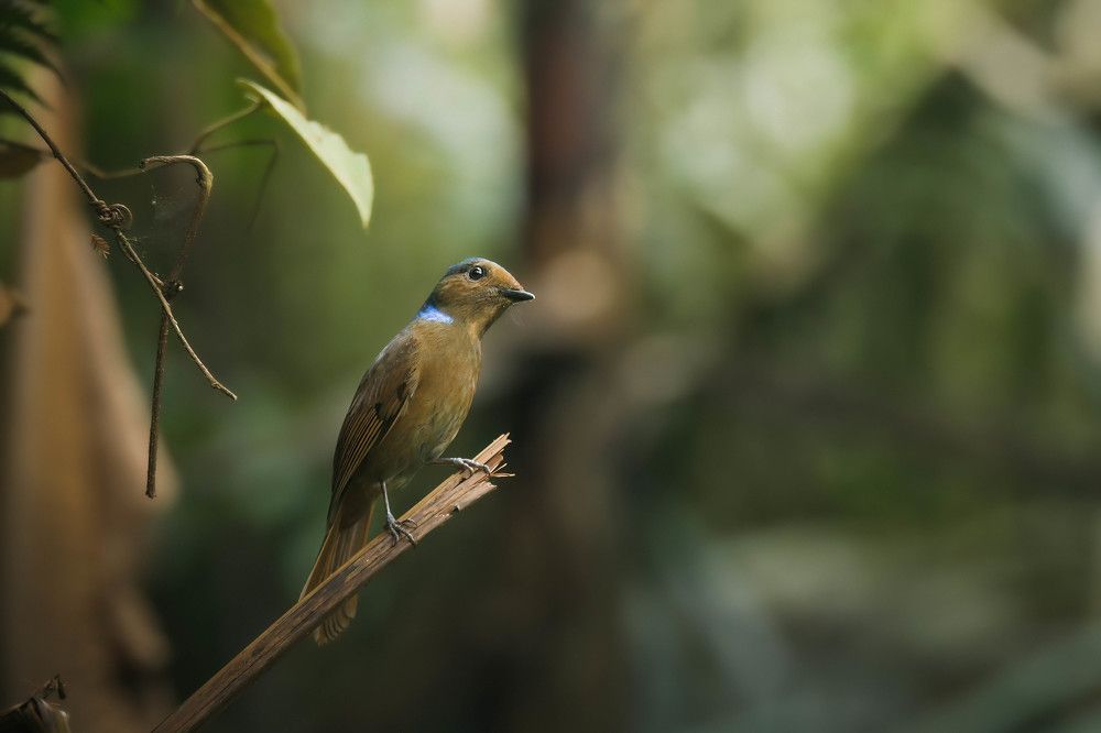 Photograph by Livines Annamalai