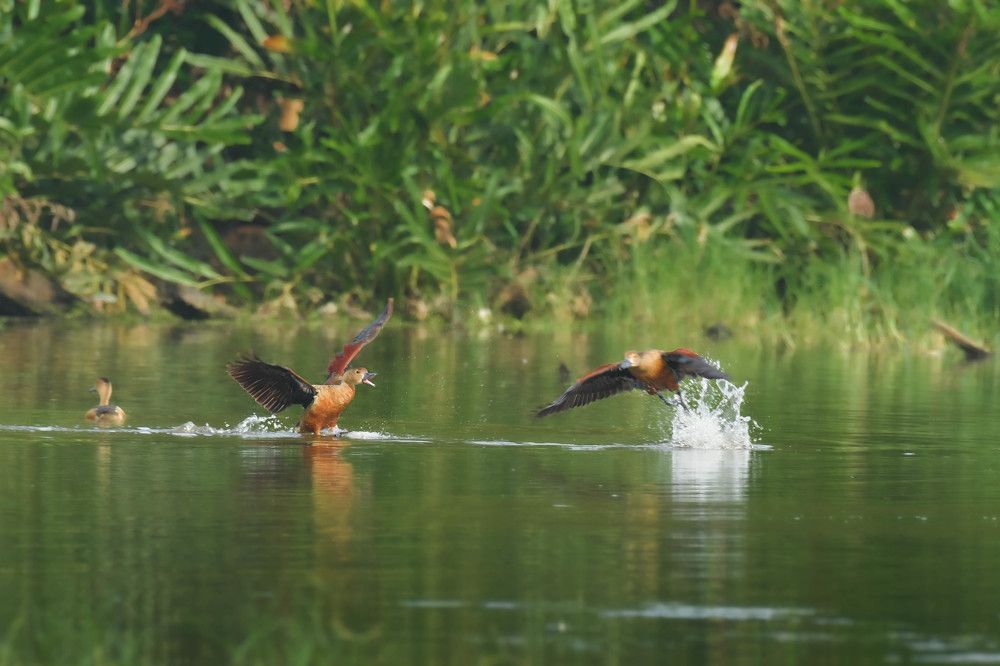 Photograph by Livines Annamalai