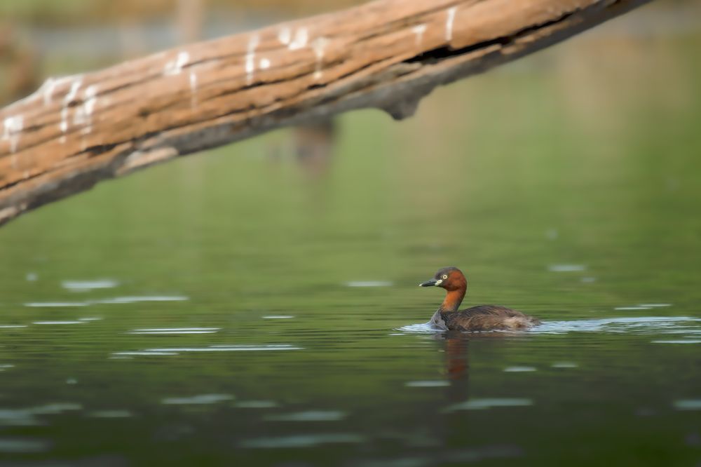 Photograph by Livines Annamalai