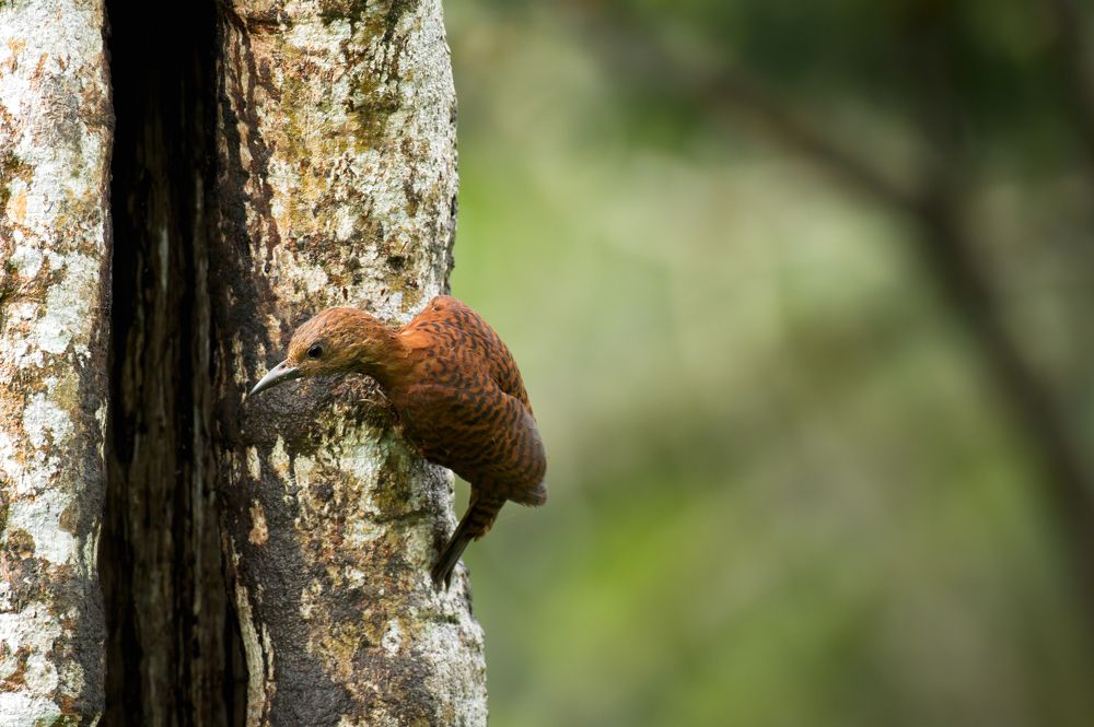 Photograph by Livines Annamalai