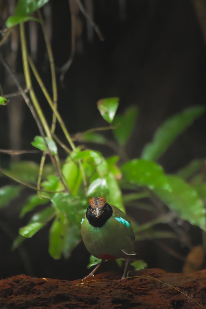 Photograph by Livines Annamalai