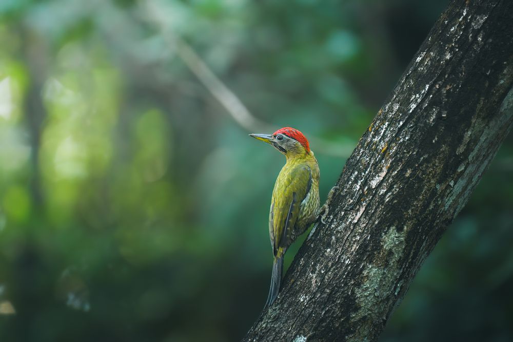 Photograph by Livines Annamalai