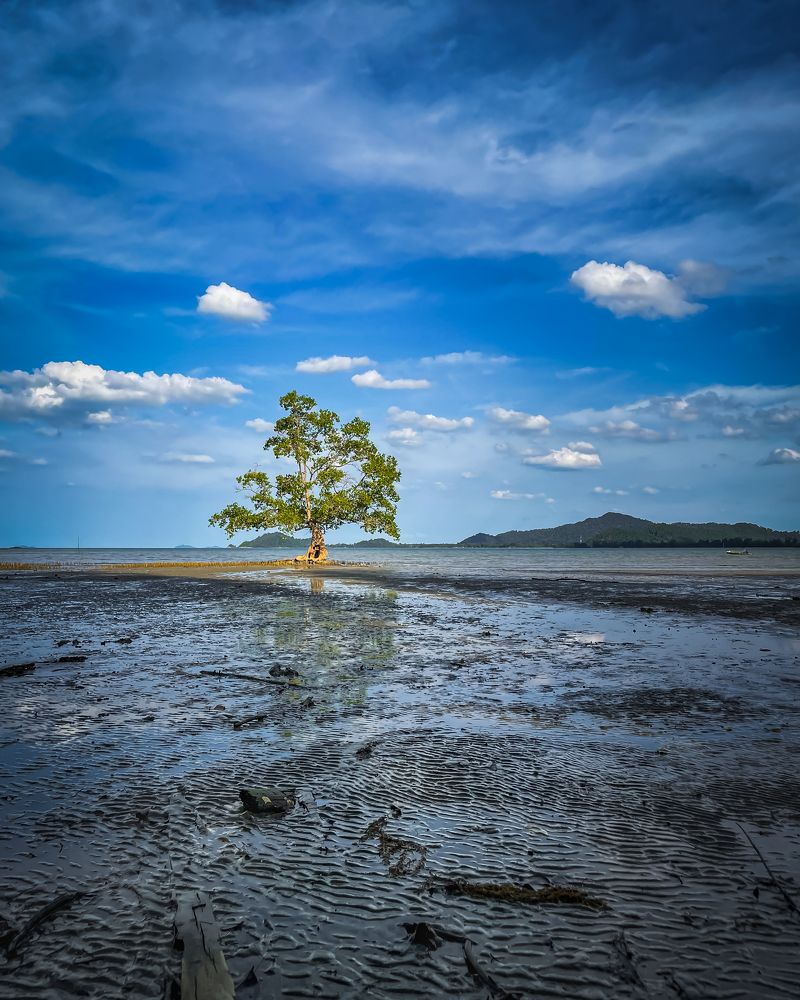 The Lonely Tree