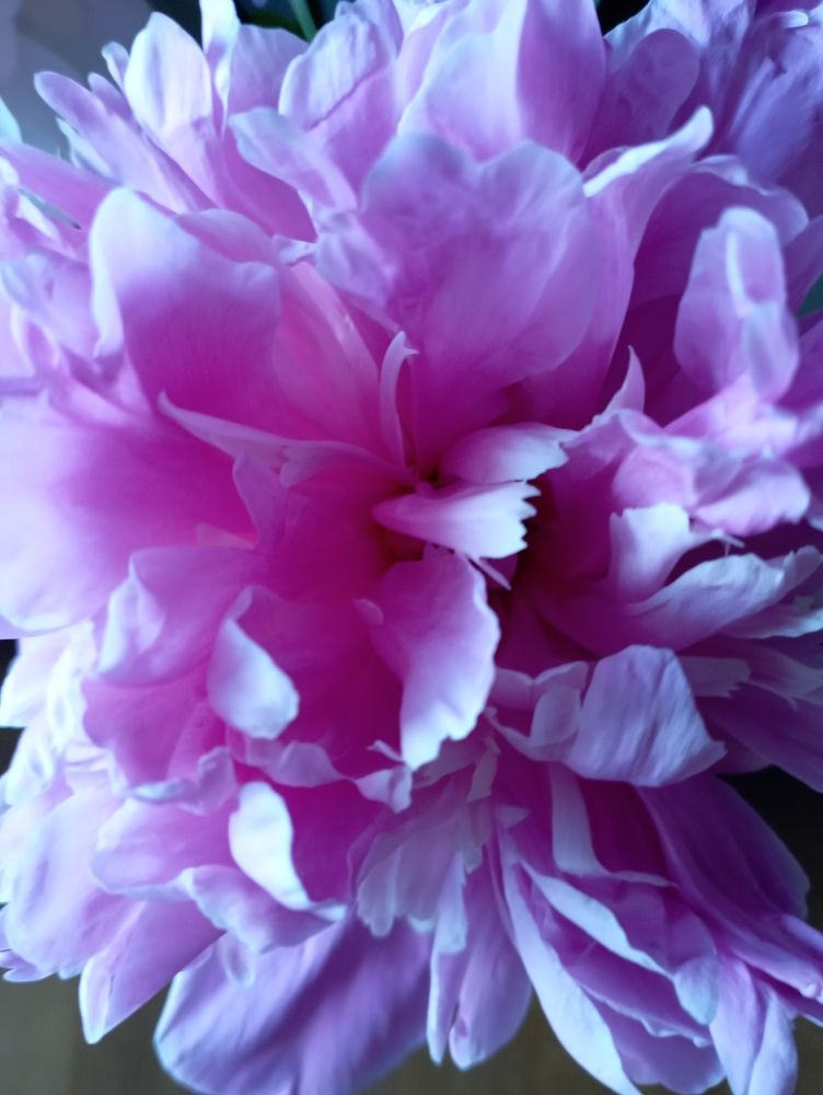 Photograph by Svetlana