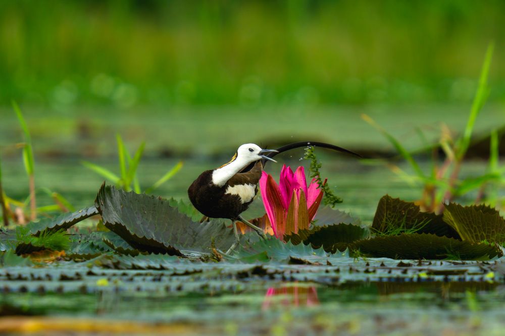 A beautiful bird in a beautiful habitat