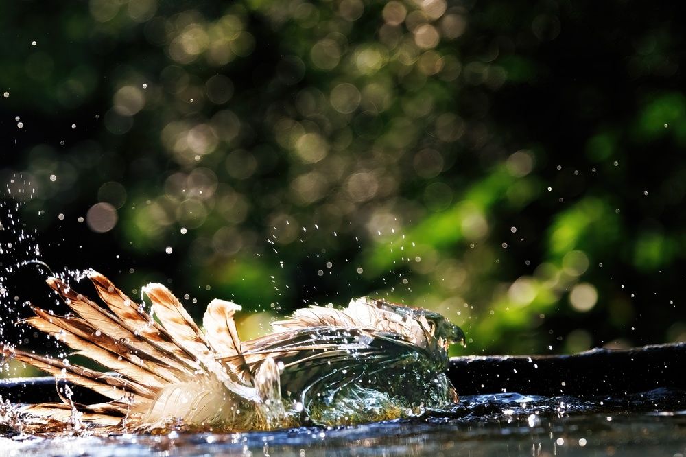 Photograph by Chris Brain