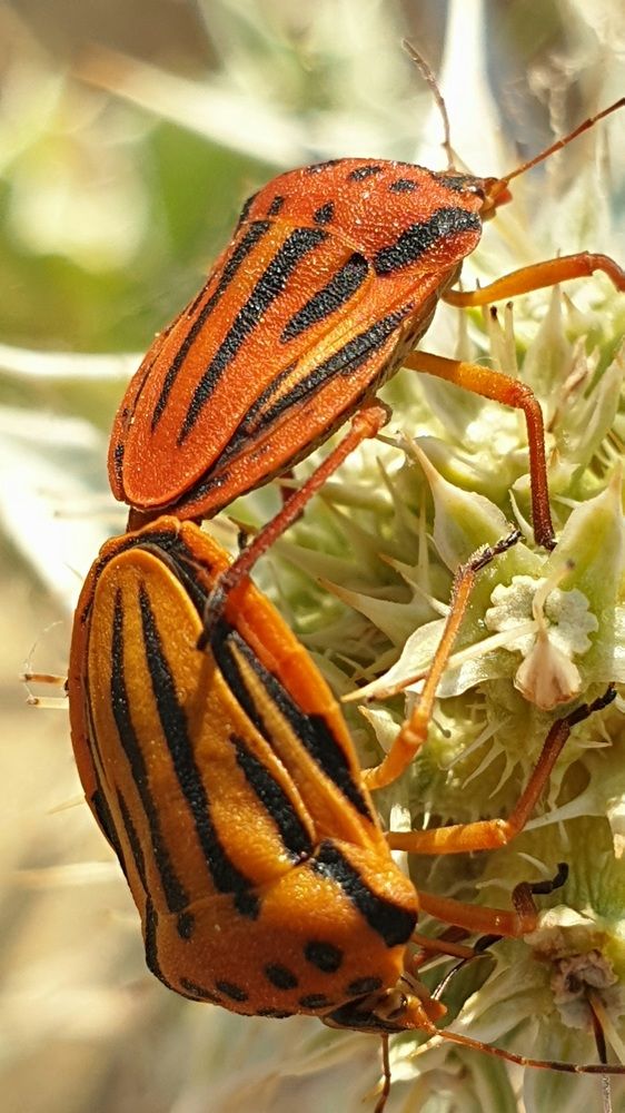 Photograph by Viktorova