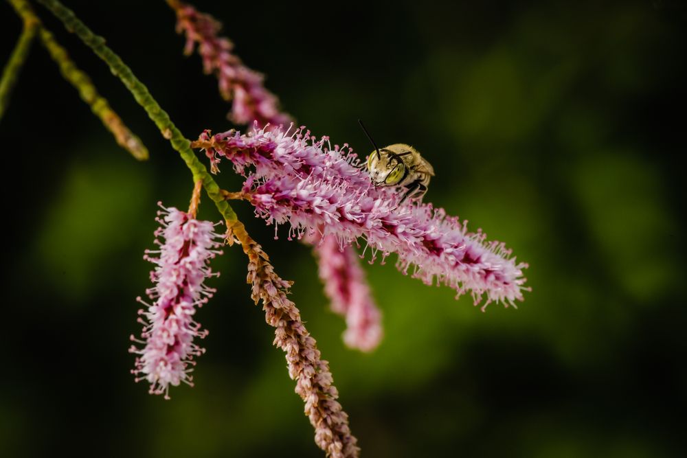 A Love Story in Bloom