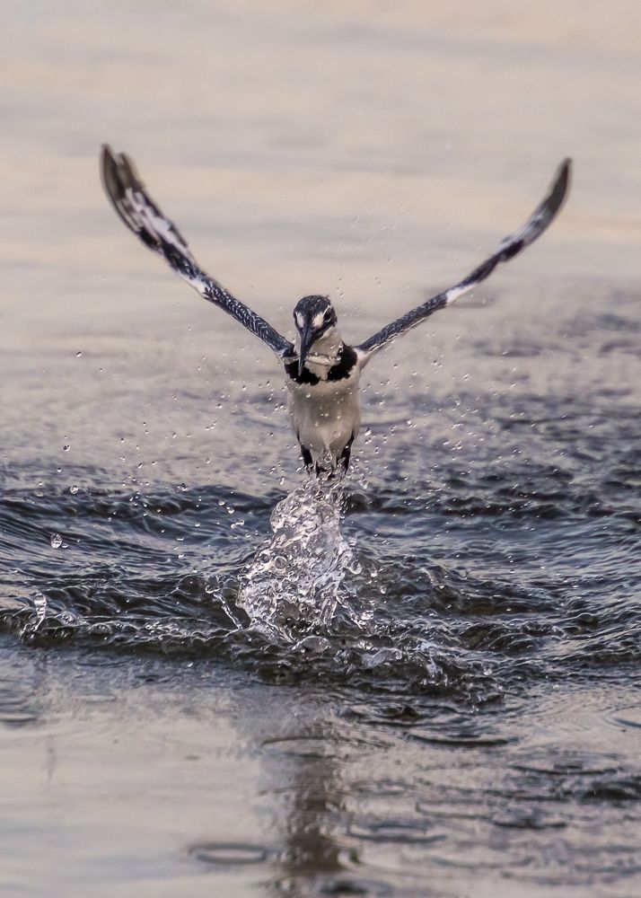 Pied Kingfisher catch