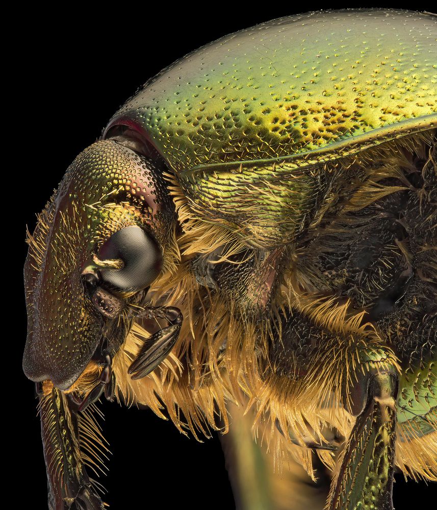 Kruszczyca złotawka (Cetonia aurata)