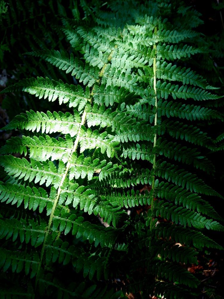 Photograph by Наталья Покрепина