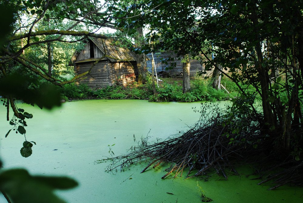 Дом возле болота