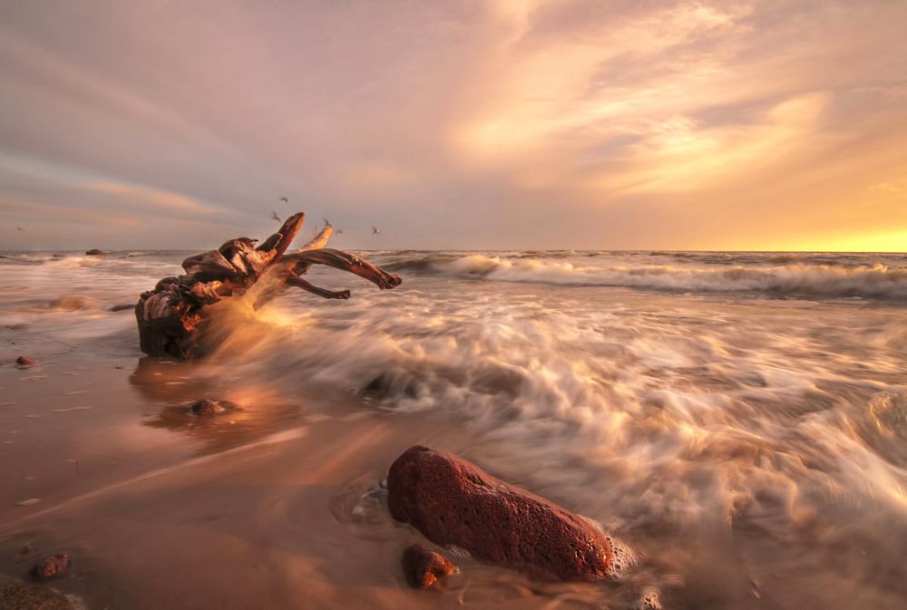 Gold of the sunset...