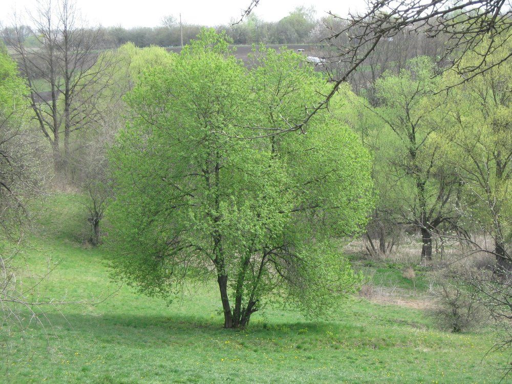 Весеннее пробуждение