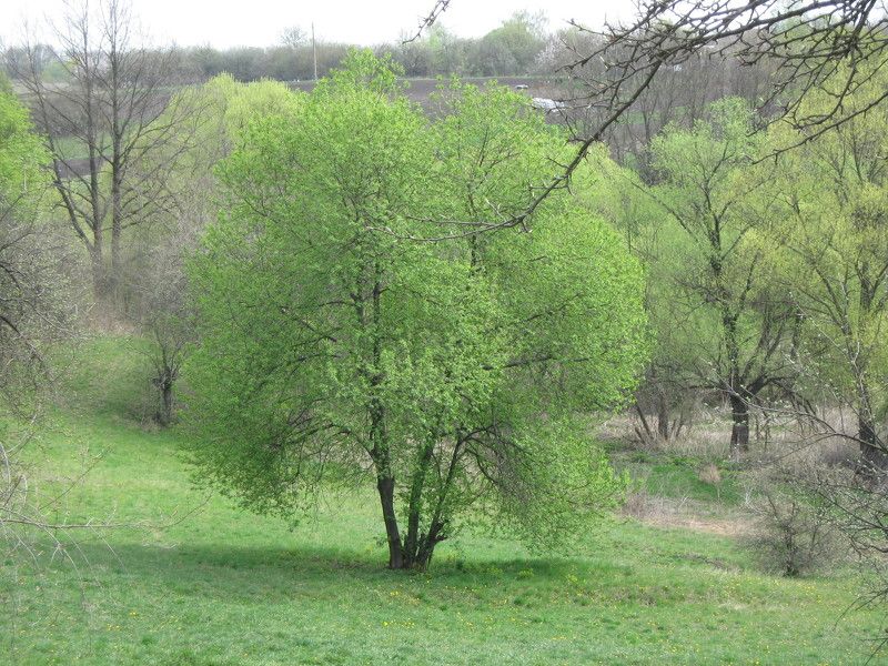 Иванова Ирина, Russia