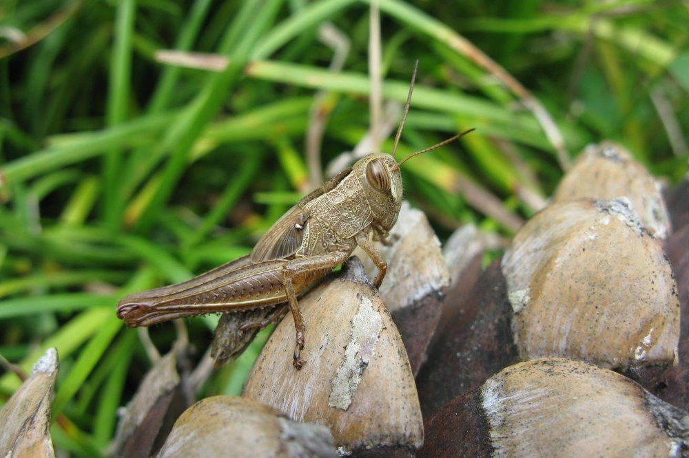 "макромир_кузнечик.jpeg."