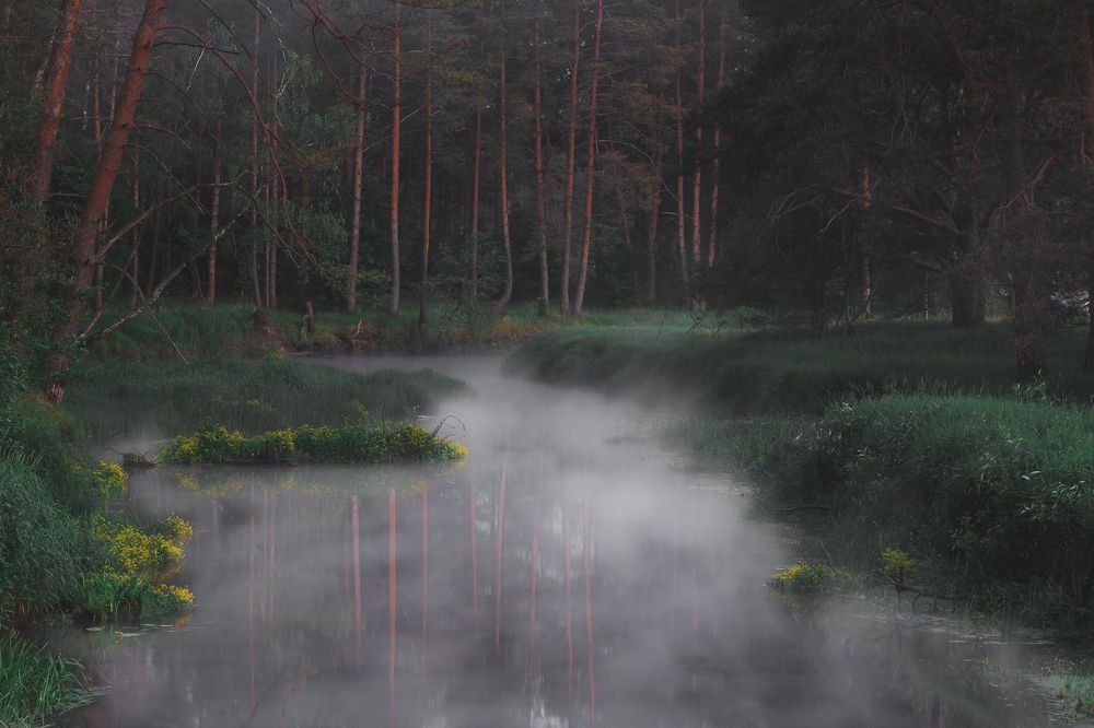 Сказочный лес