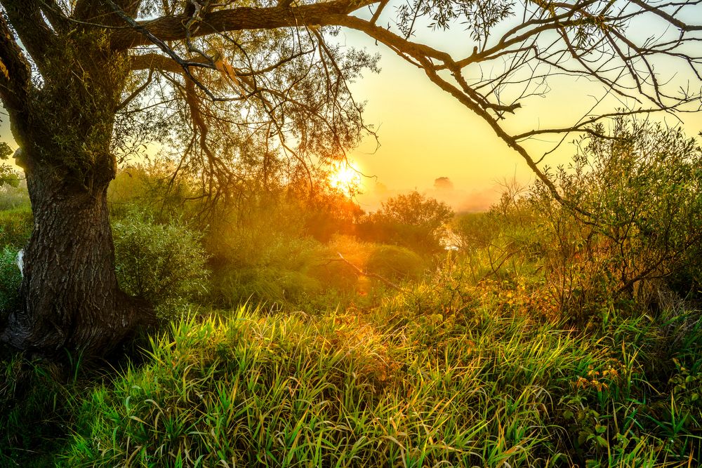Когда солнце рассеяло утренний туман