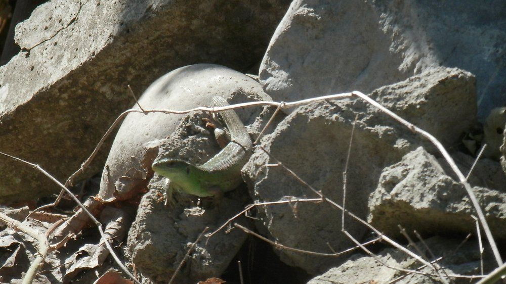 Photo #944326