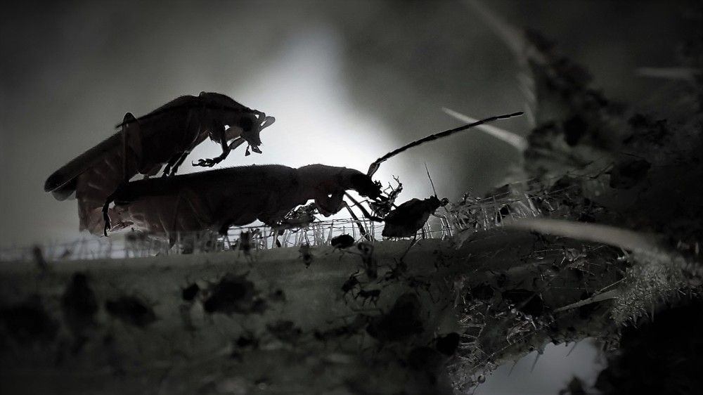 Основные инстинкты. Basic instincts.