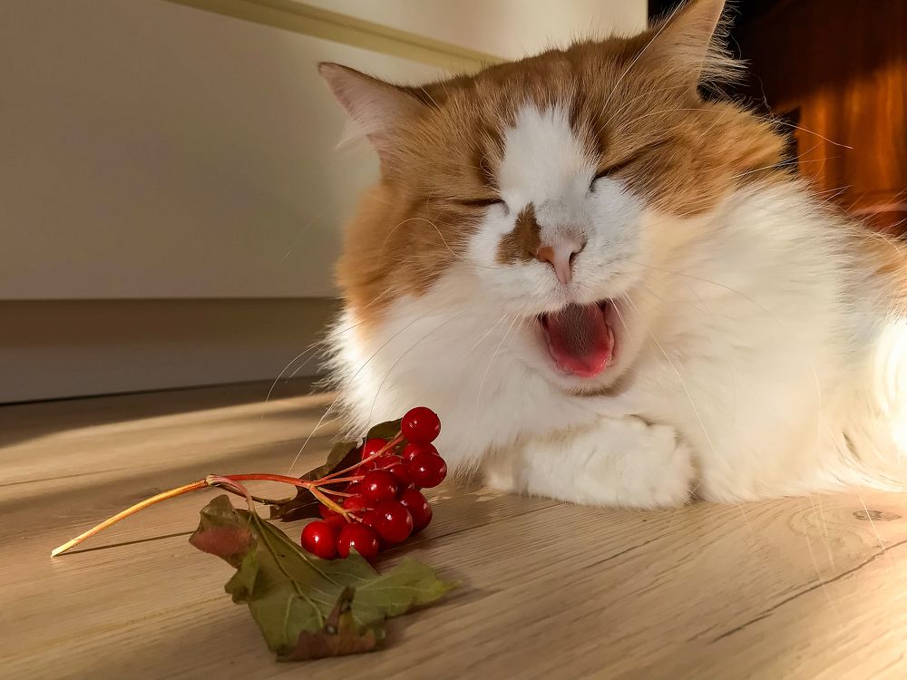 Фотография автора Оксана Сырчина