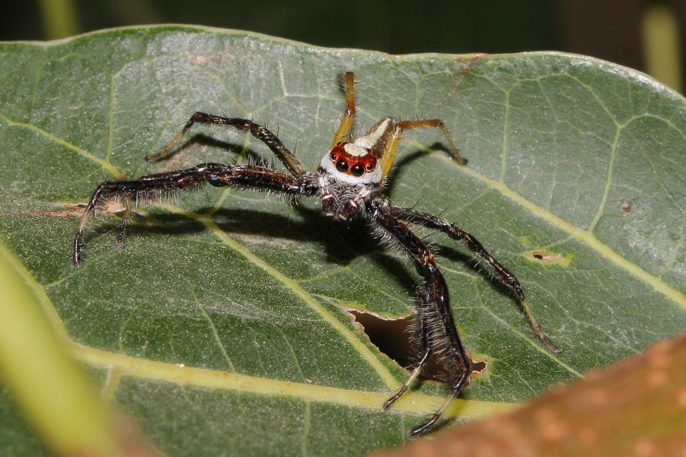 Фотография автора RODRICK RAJIVE LAL