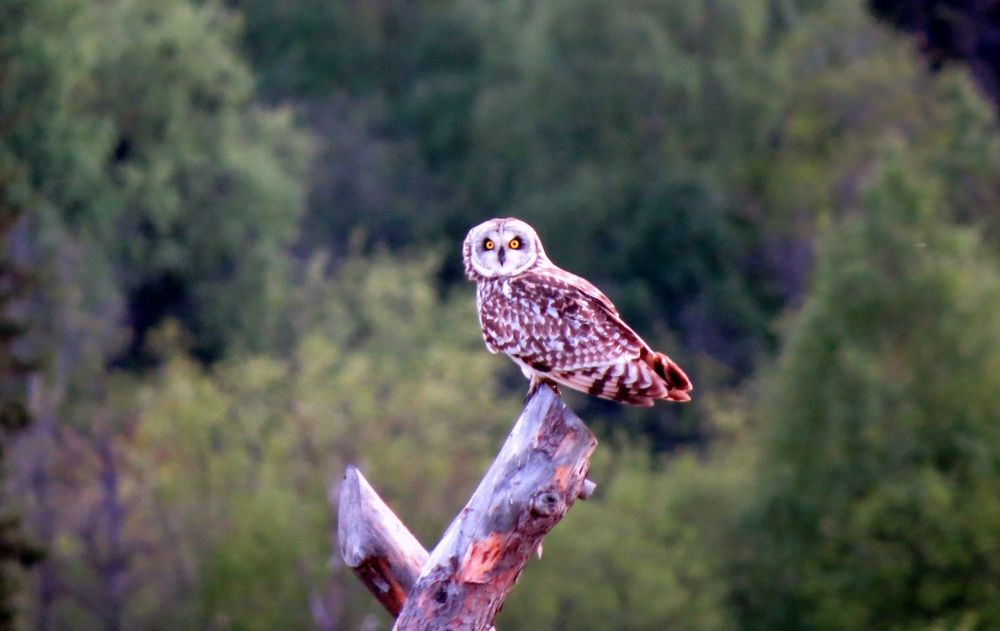 Photograph by Екатерина Филина