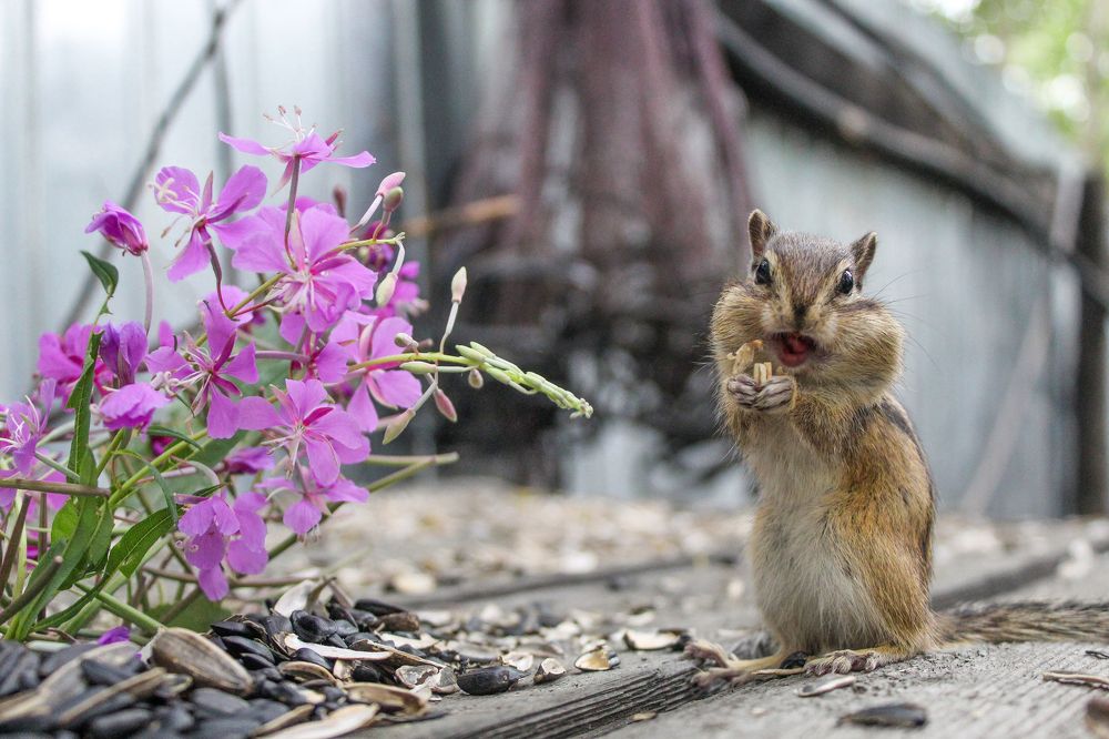 Photograph by Михаил Мархинин