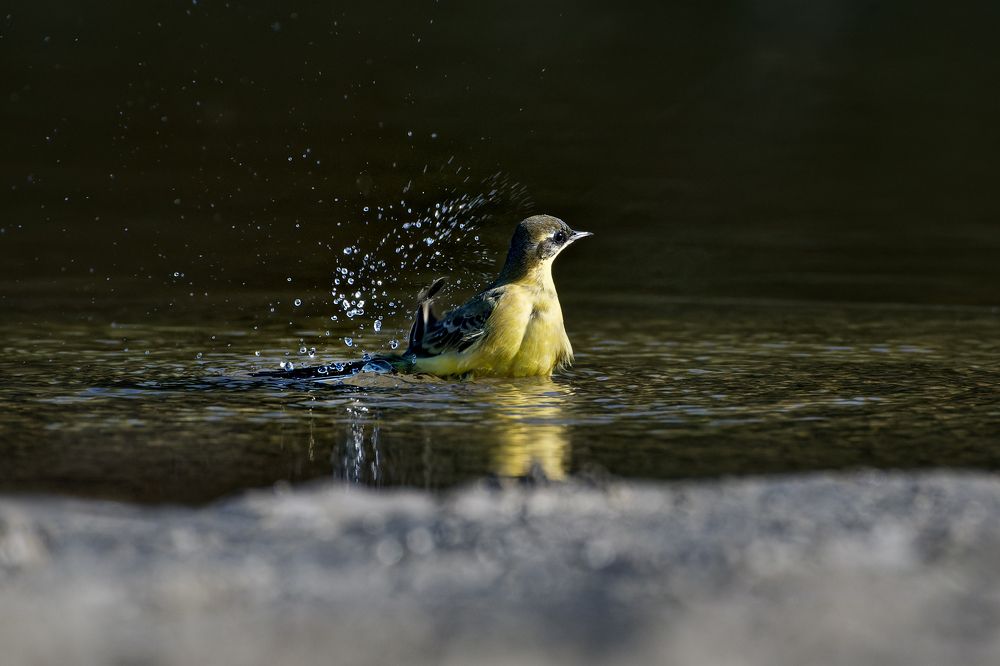 Photograph by Александр Перегудов