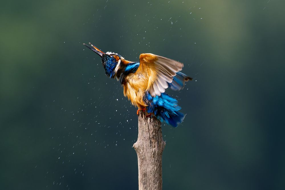 Photograph by Александр Перегудов