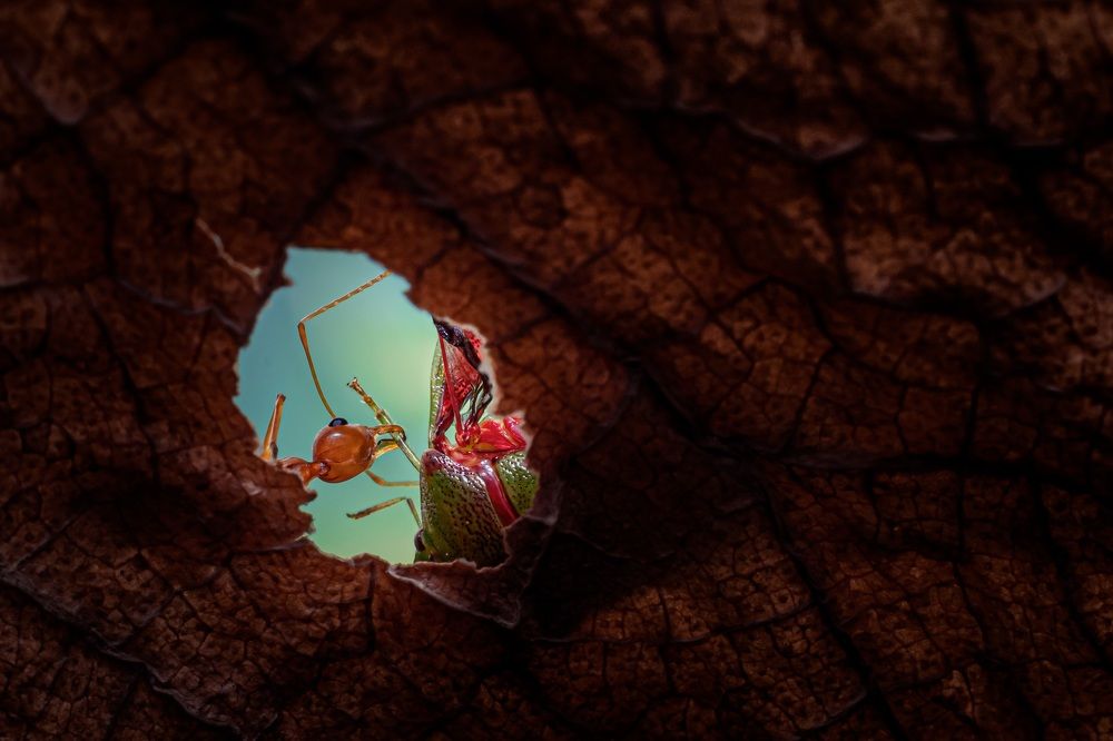 Photograph by Kiran Vasudevamurthy