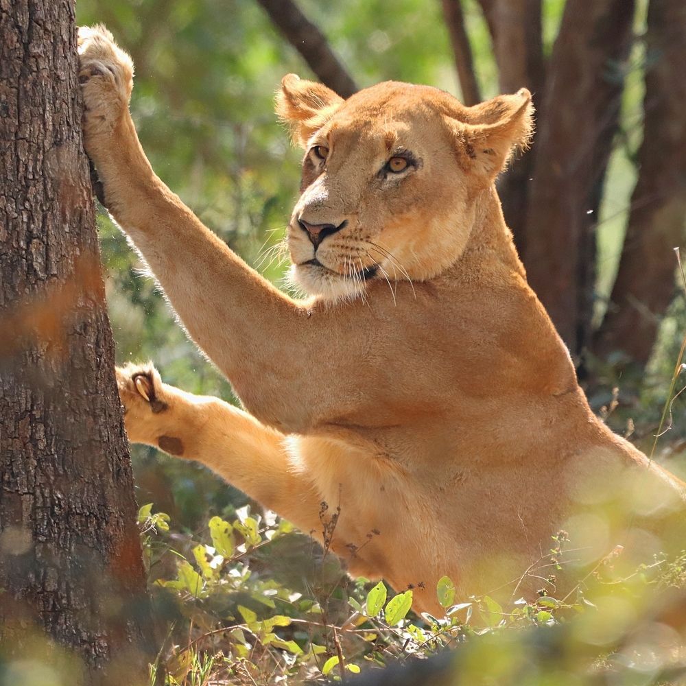 Photograph by Jacques Nel