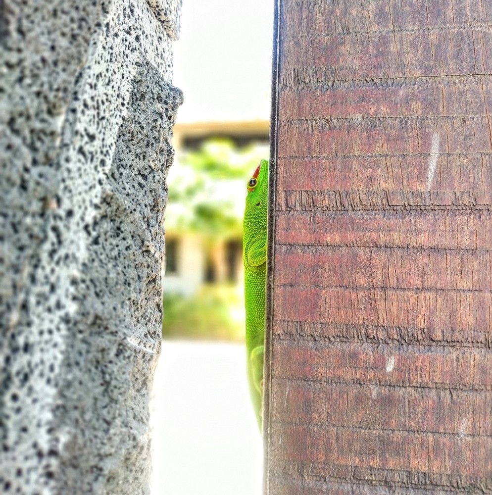 Фотография автора Bimalsingh Bhajun