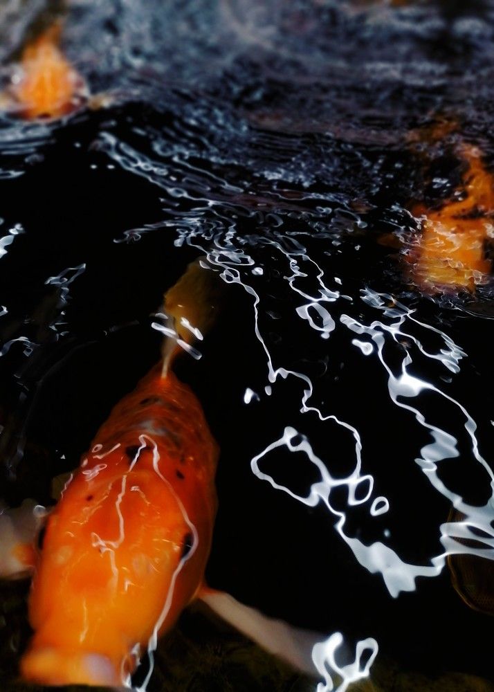 Фотография автора Виталий Дузь