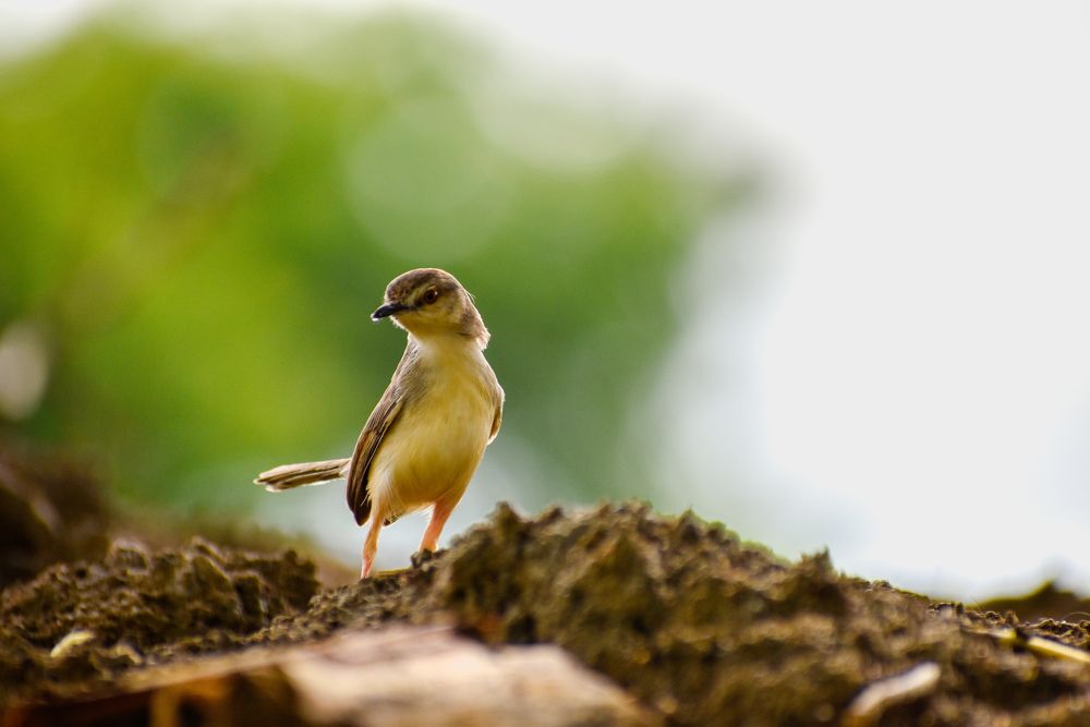 Photograph by Abhilash Sahoo