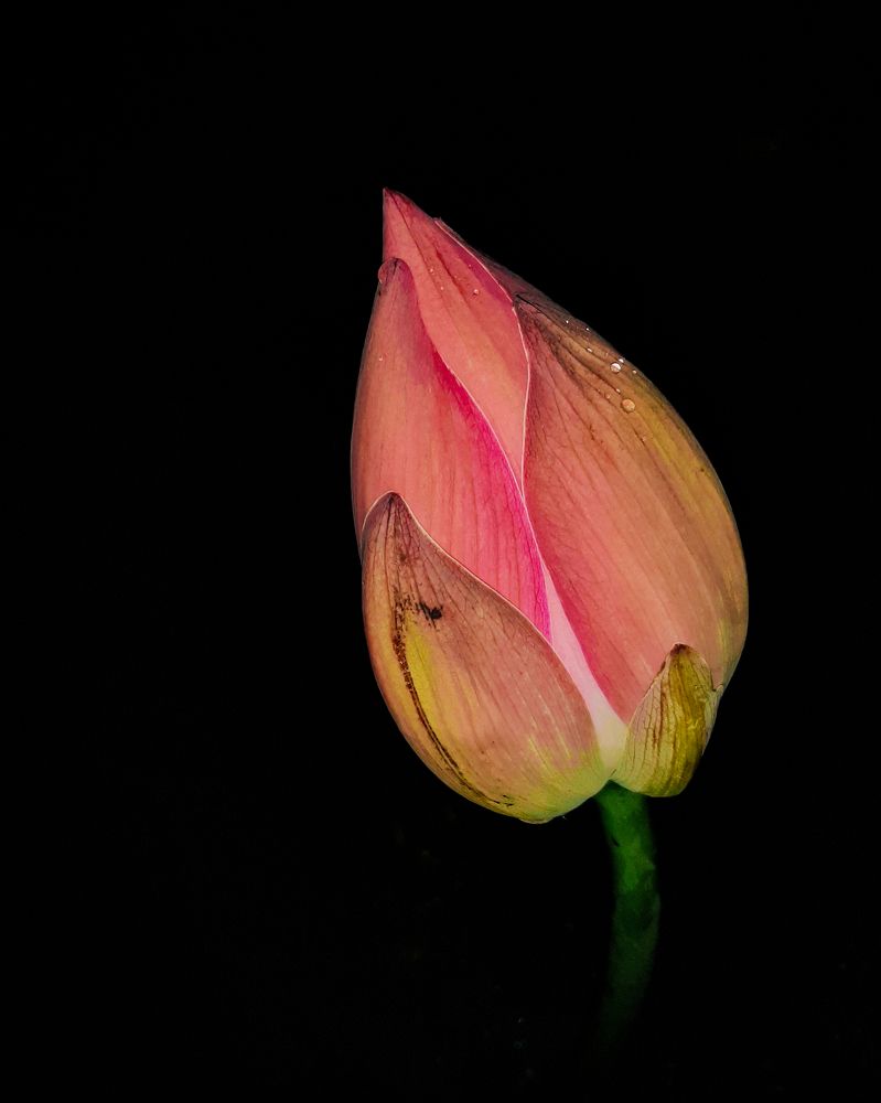 Photograph by MobigrafVDK