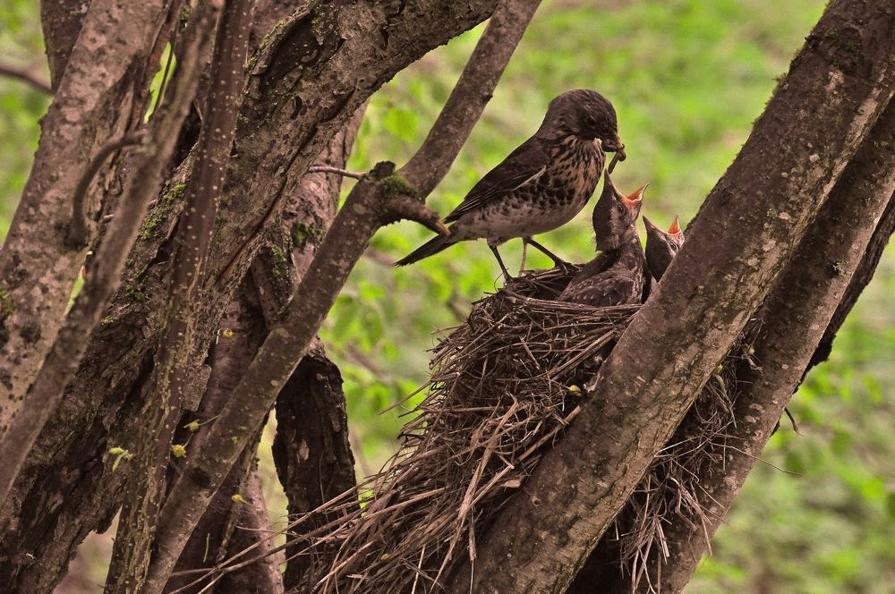 Photograph by Юрий Яковлев