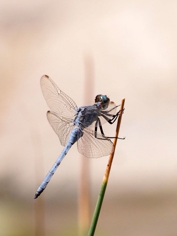 Photograph by Farid Ataei